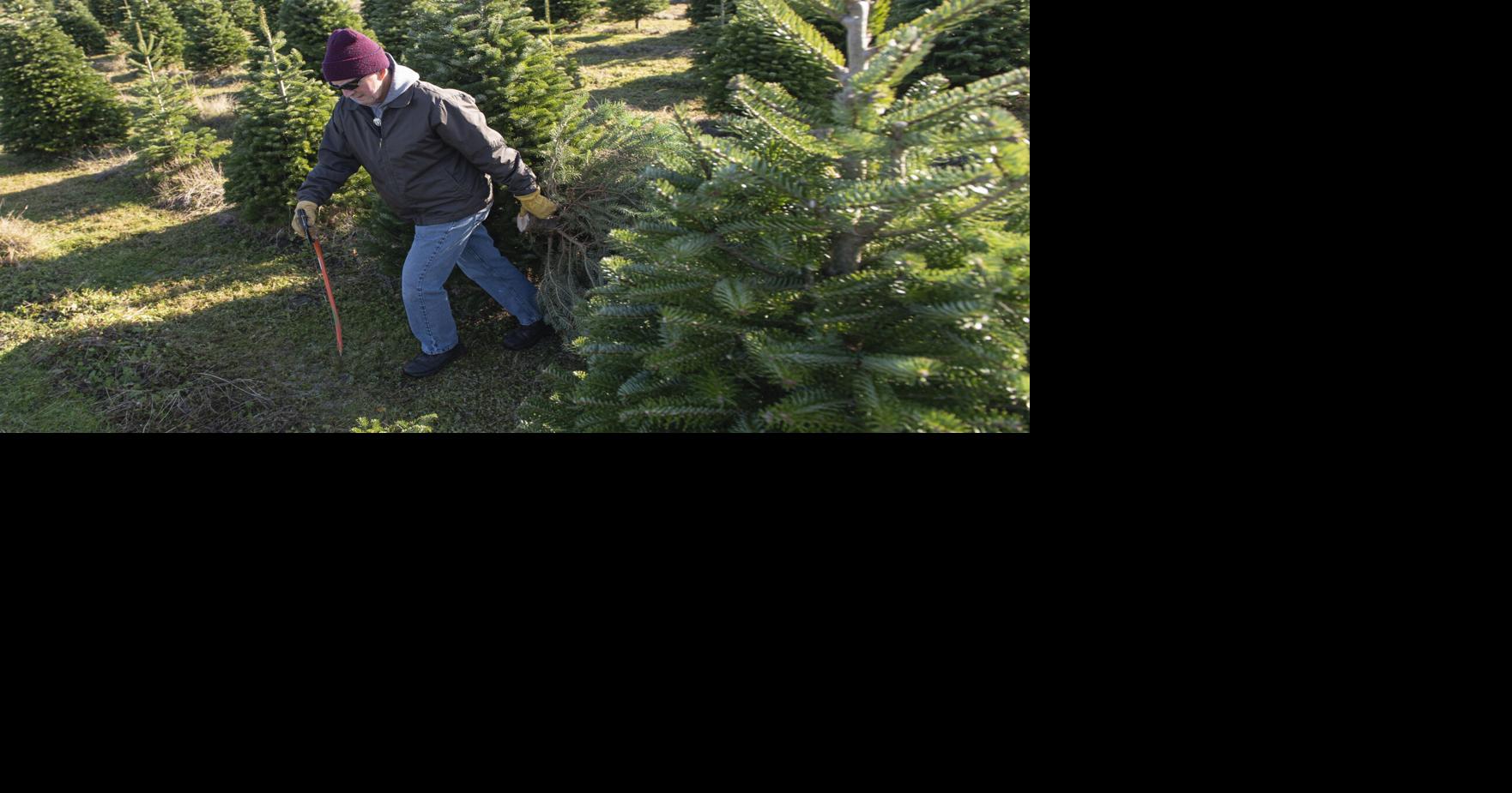 Christmas tree farms open for the season | Business | goskagit.com