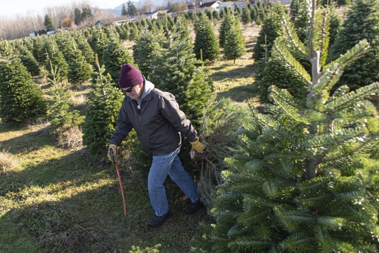 Christmas tree farms open for the season Business