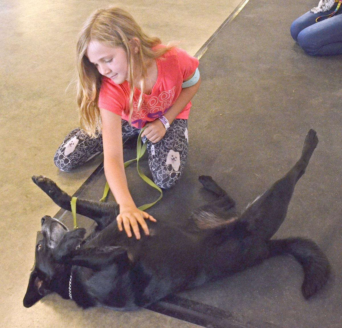 Kids put dog obedience skills to the test | News ...