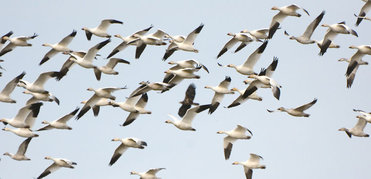 Snow geese | Gallery | goskagit.com