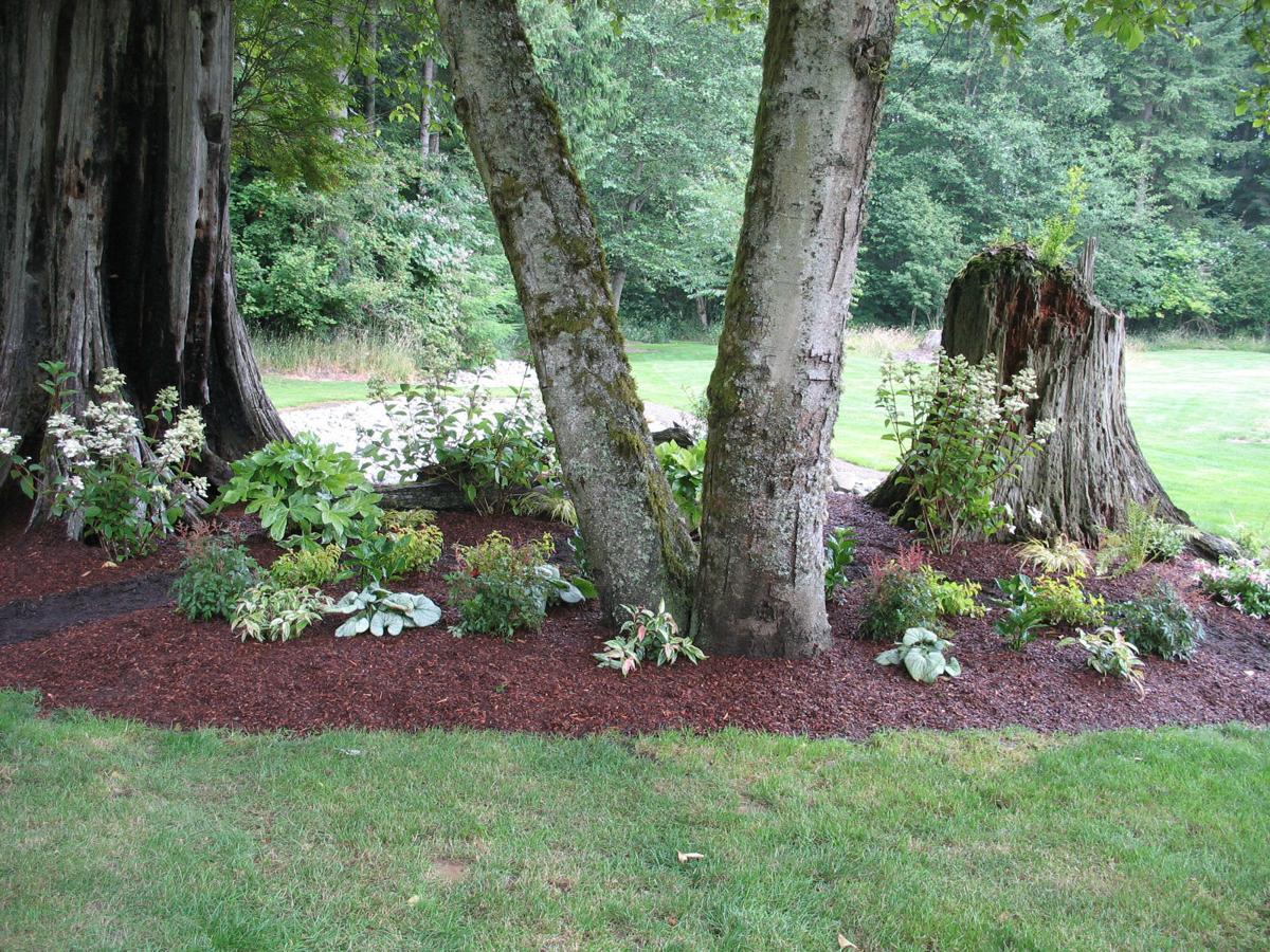 Ask The Master Gardener Shade Loving Garden A Space For A