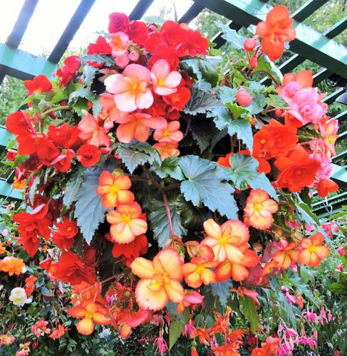 All About Begonias | All Access 