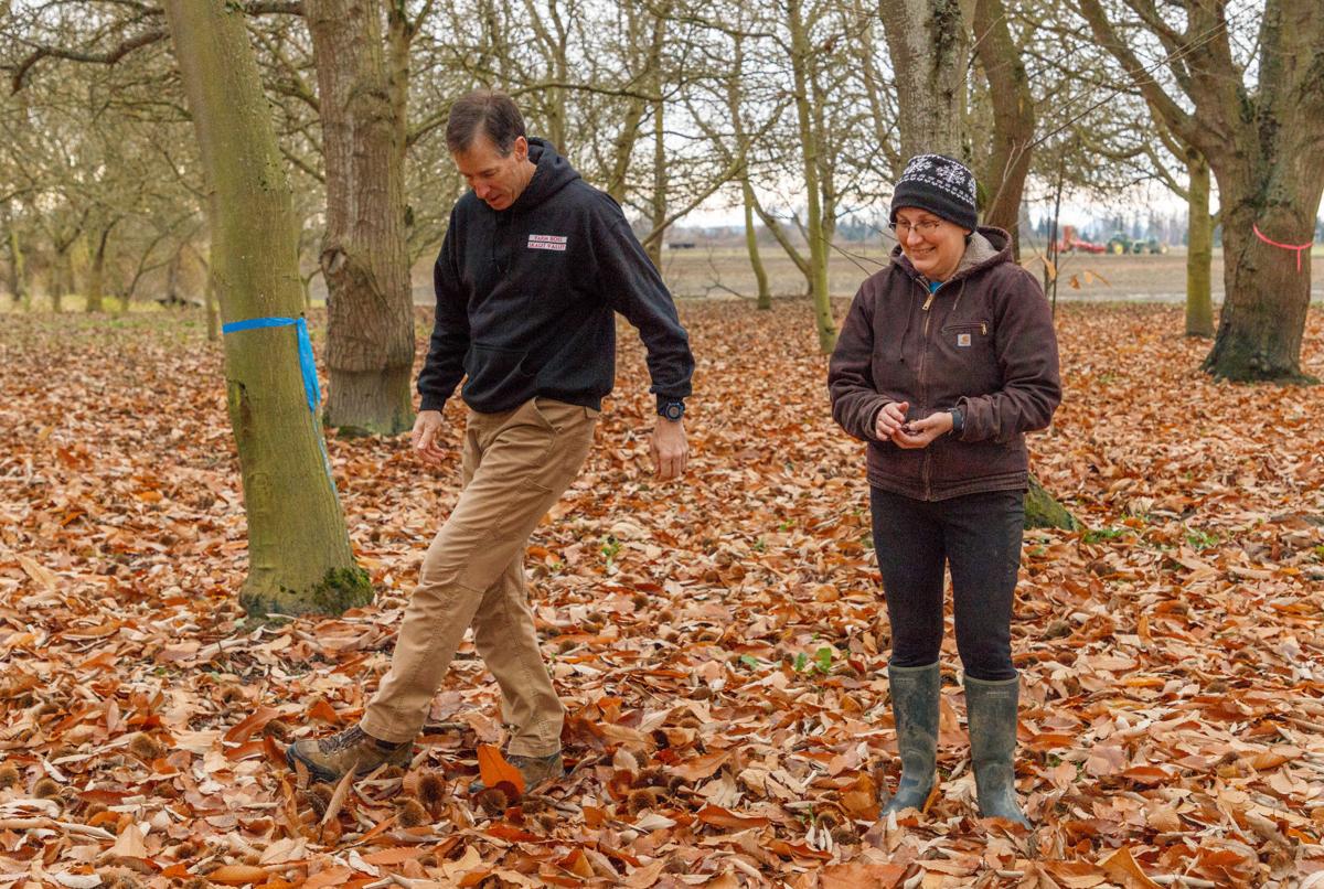 Chestnut farm carries on 30yearold legacy Local News