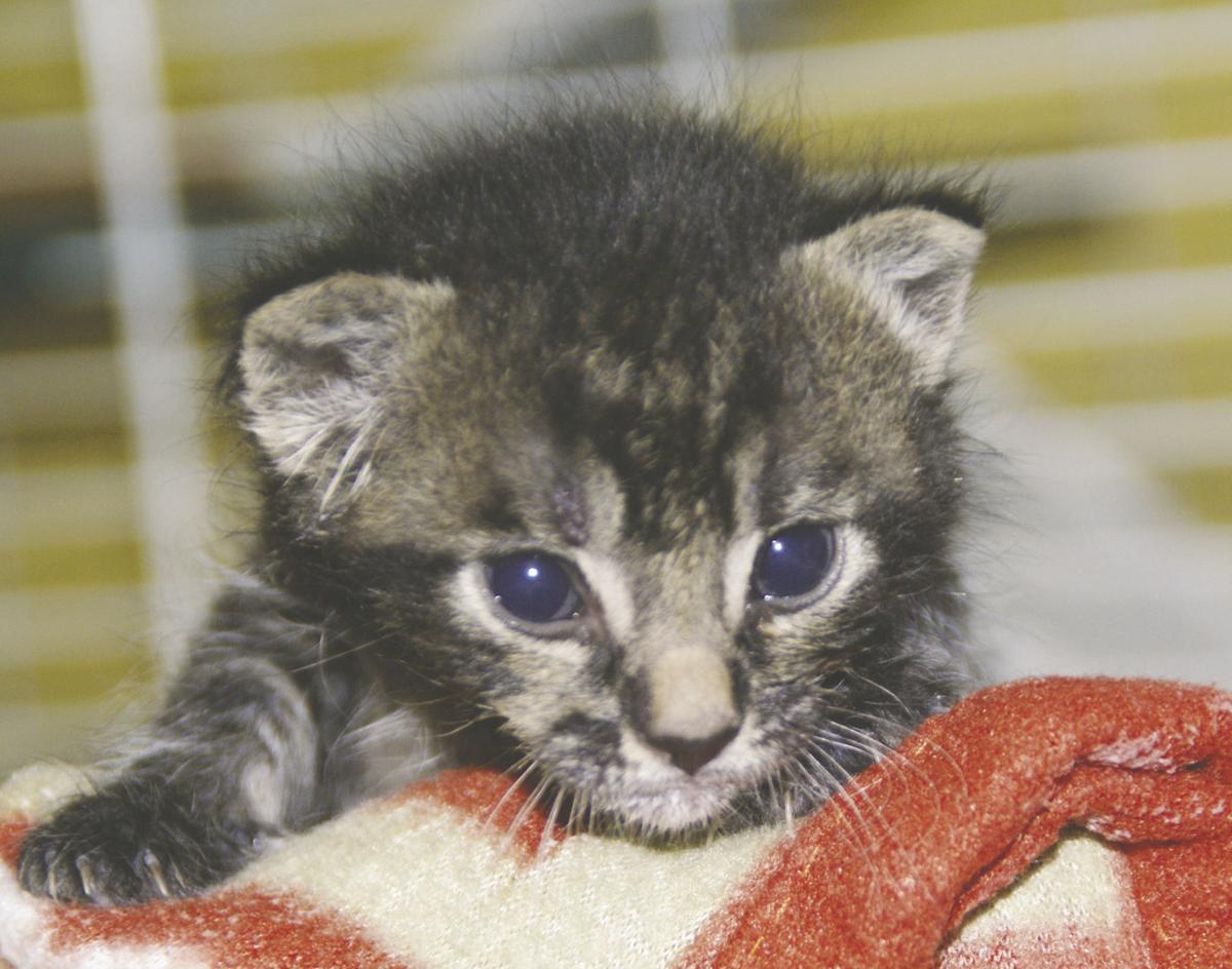Finding Fosters Temporary Homes Can Help Save Cats Dogs News