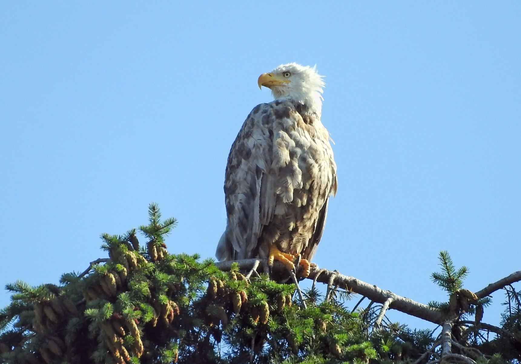 Nearly White Bald Eagle Seen In Bay View | News | Goskagit.com