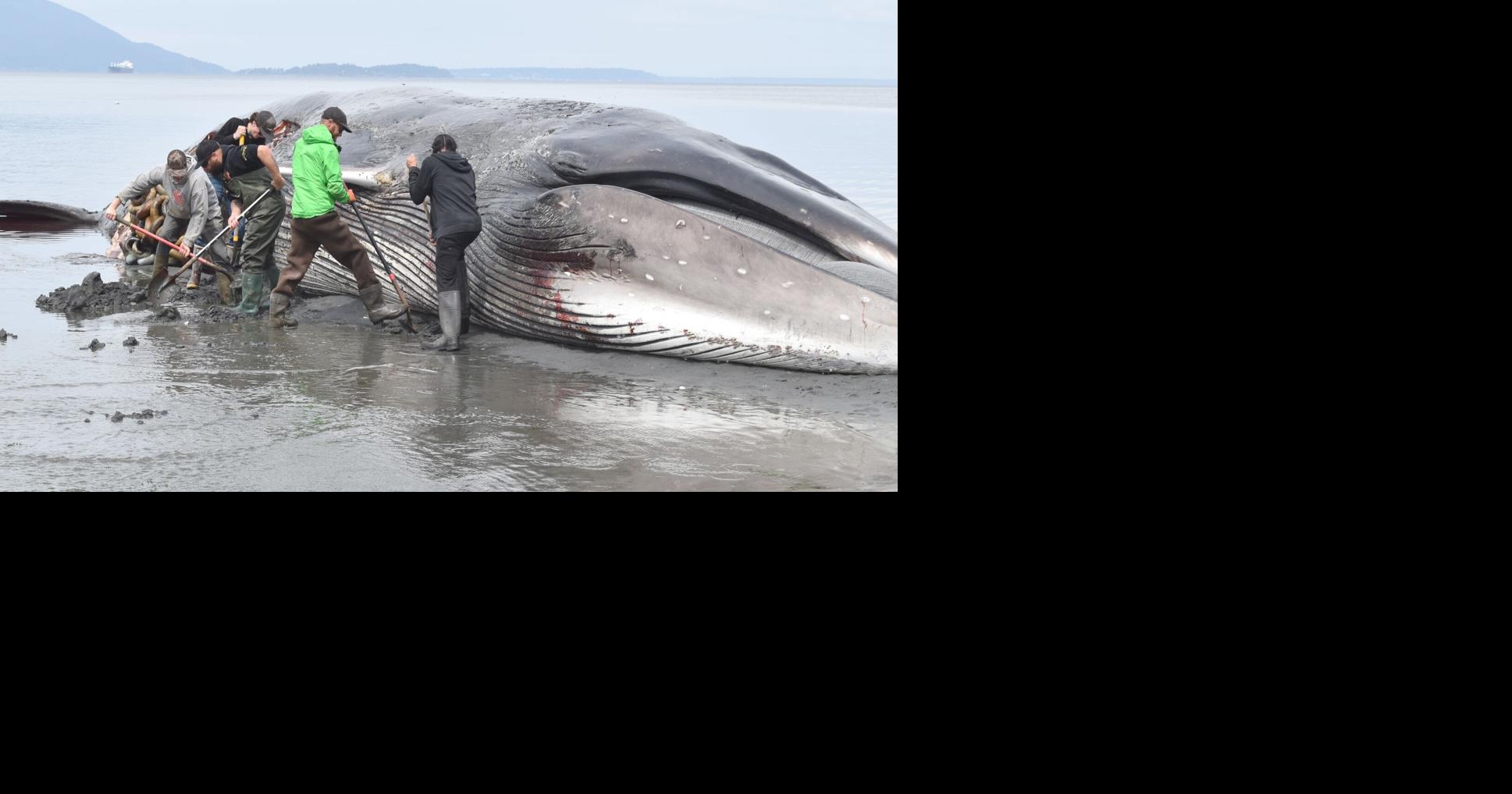 Community works together to move dead fin whale from Samish Island