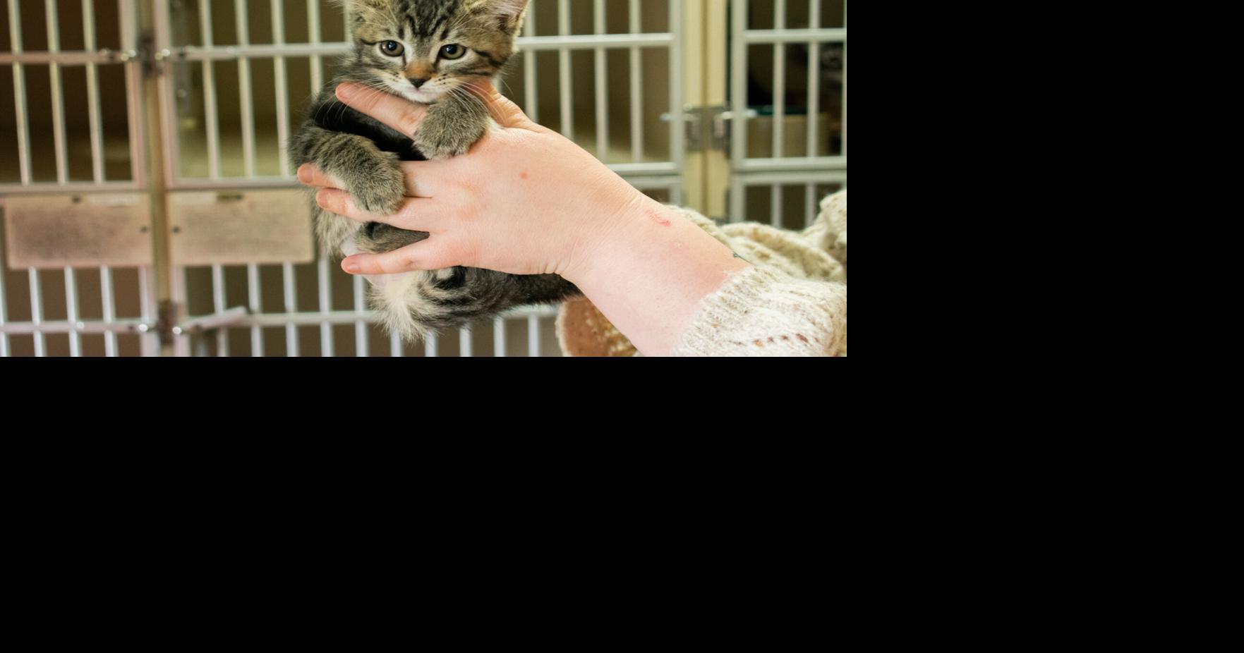 Kitten season fast approaching, local shelters gearing up | Pets ...