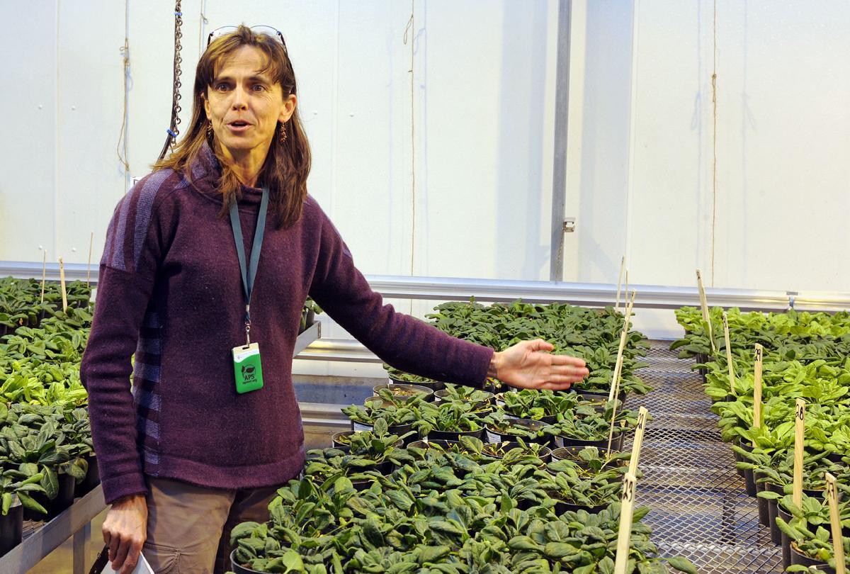 Research Aims To Help Spinach Seed Growers News Goskagit Com Research Aims To Help Spinach Seed Growers News Goskagit Com