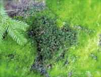 The Truth About Moss  Dispelling Moss Myths