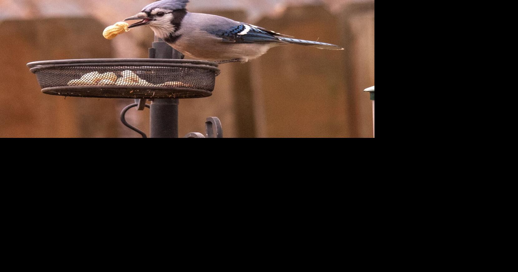 Backyard birding season is here!
