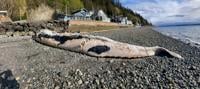 Dead gray whale stranded near Everett, towed to Camano, News