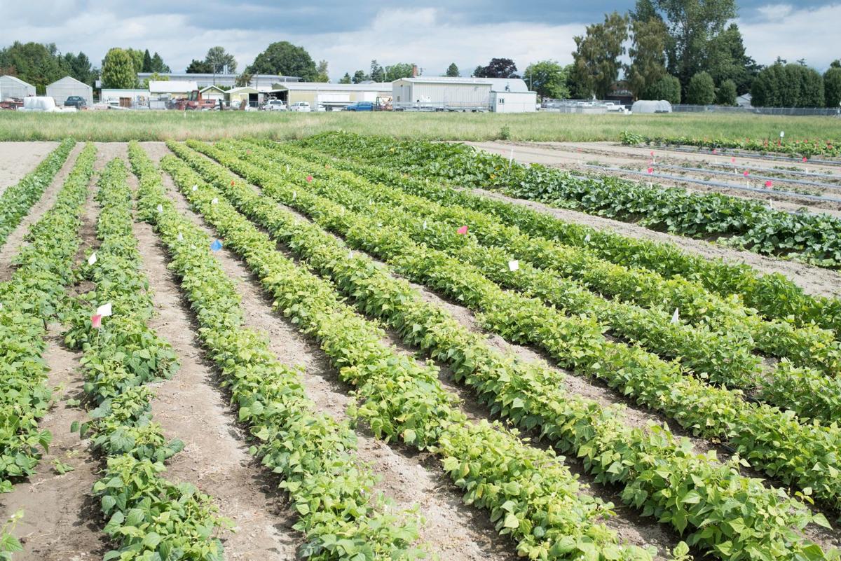 Wsu Professor Testing New Crops Local News Goskagit Com