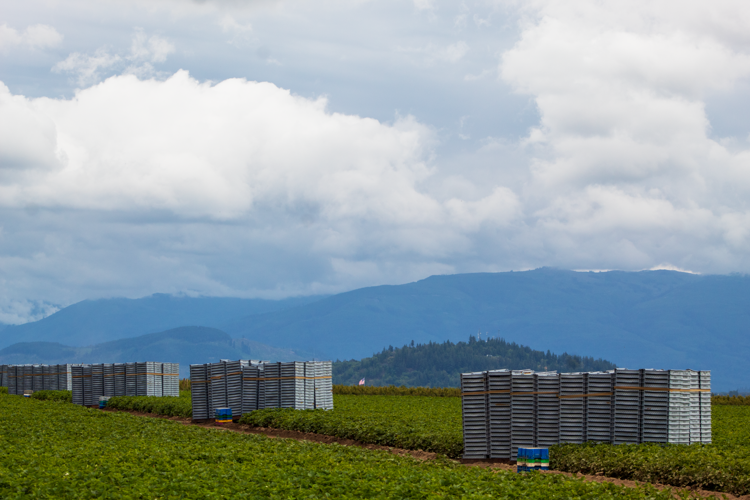 Diversity in strawberry farming showcased during Friday tour ...