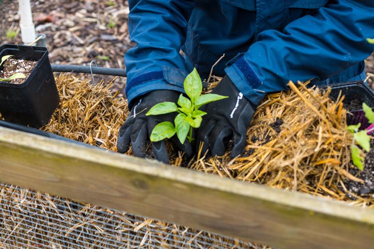 What you need to know about straw bale gardening in Oregon