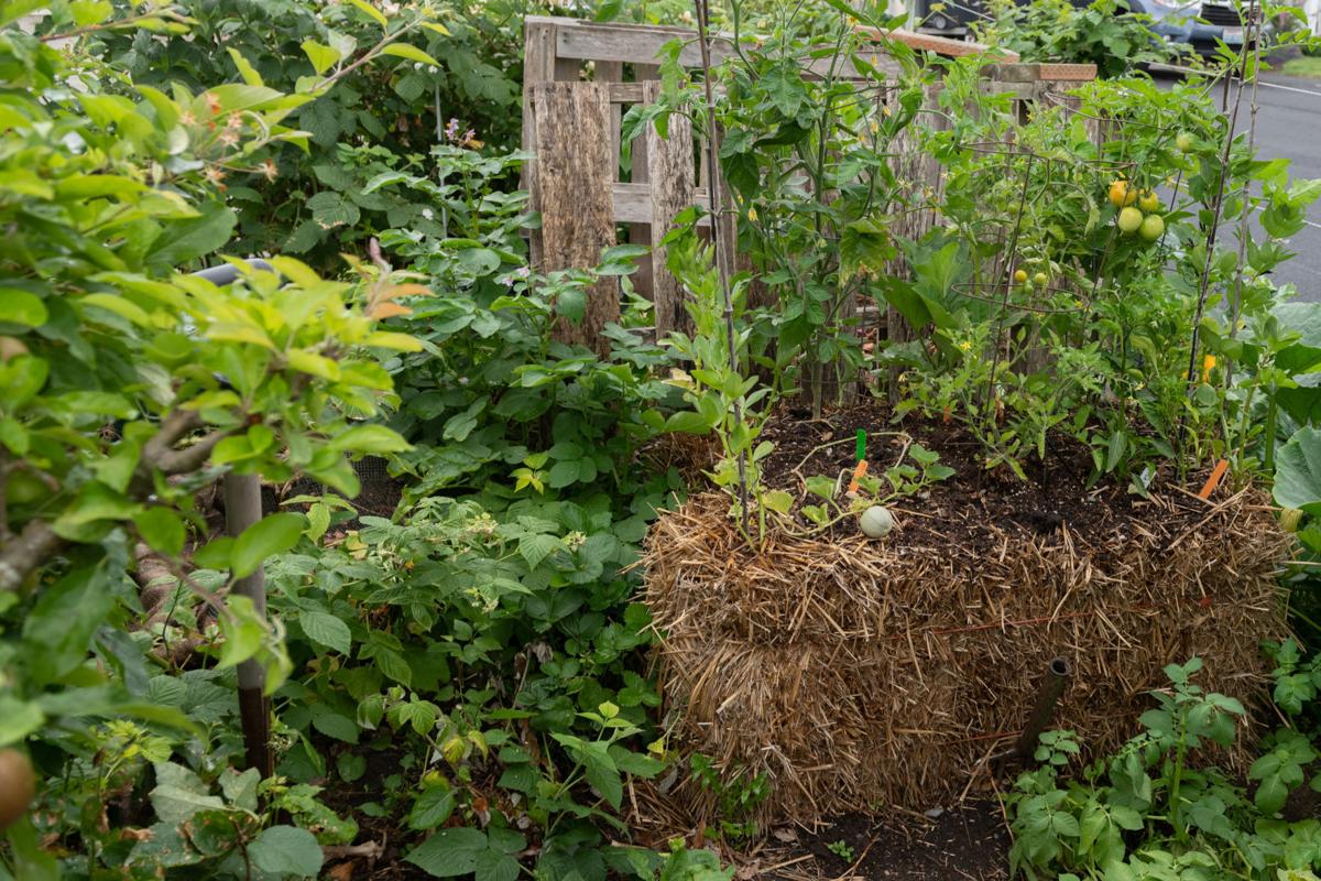 Ask The Master Gardener Straw Bale Gardening Gardening Even