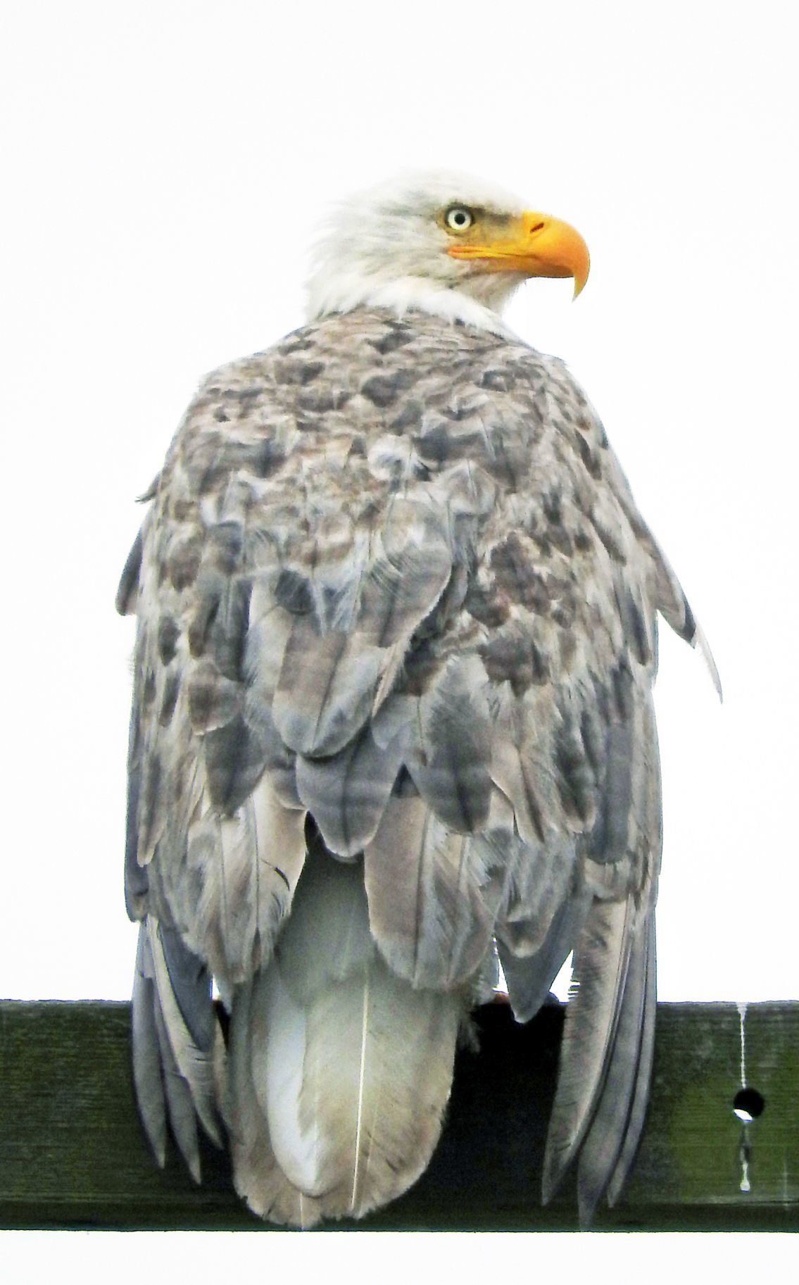 Nearly White Bald Eagle Seen In Bay View News Goskagitcom