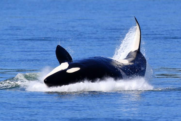 KILLER WHALE! PROPERTY OF JERSEY SHORE