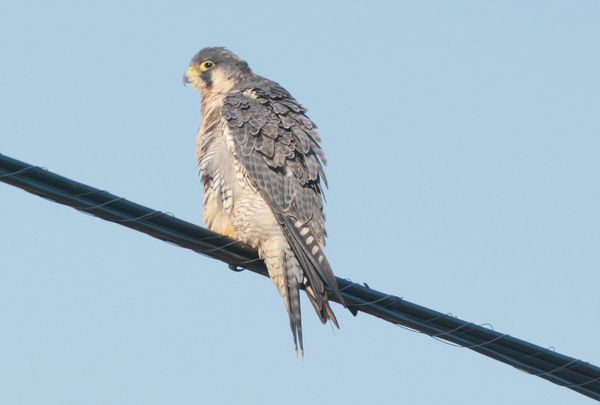 Bird season in Skagit | All Access | goskagit.com