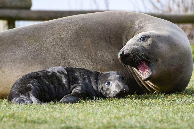 Seal elephant Elephant seal