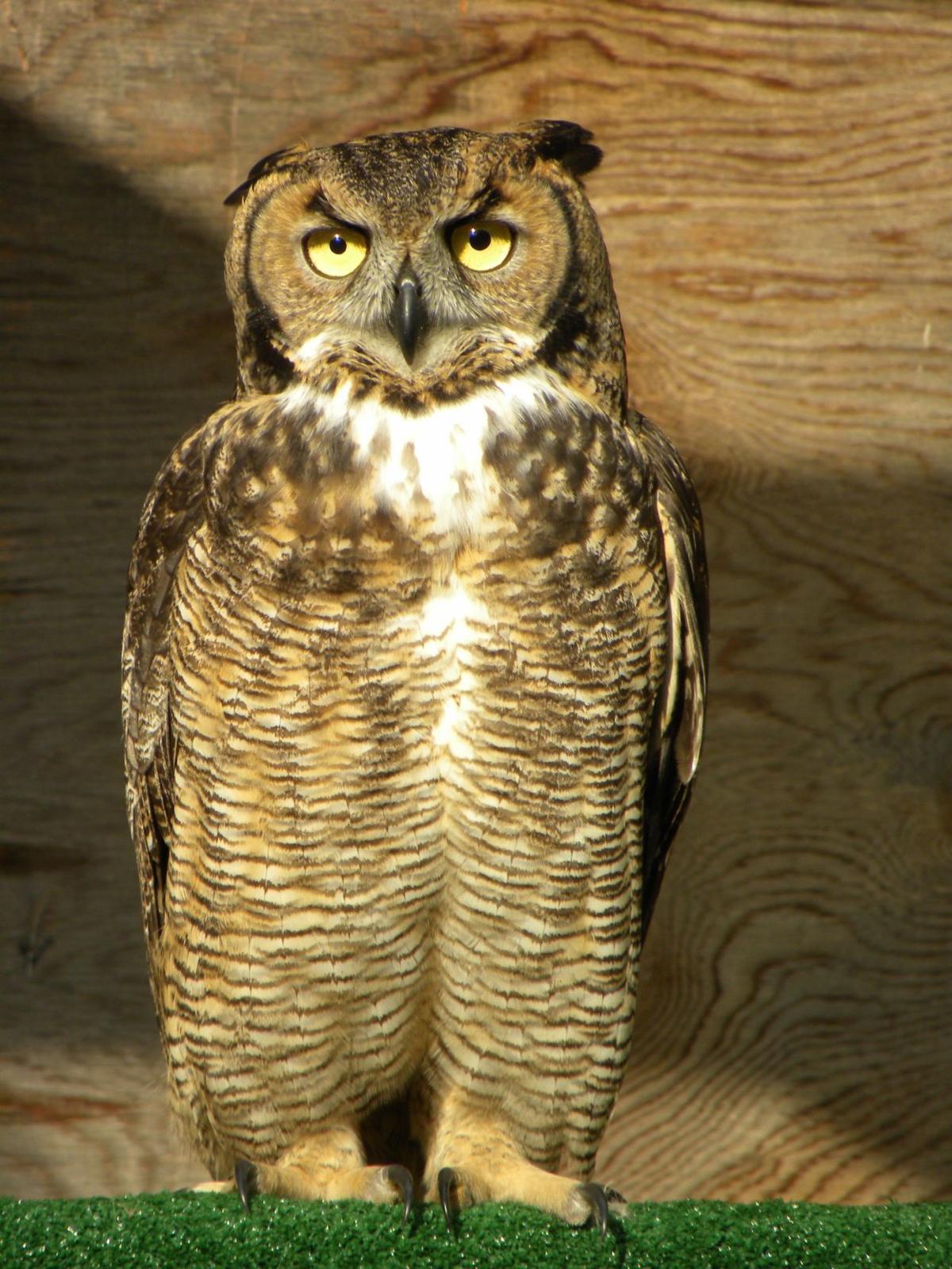 Owl Collisions With Vehicles On Seasonal Rise News Goskagit Com