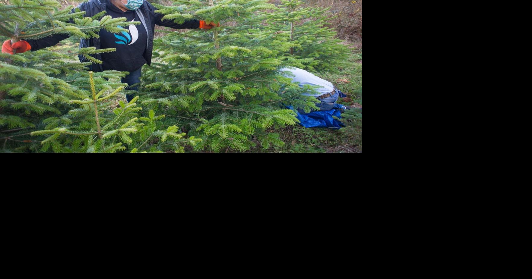 Business booming at Christmas tree farms | Local News | goskagit.com
