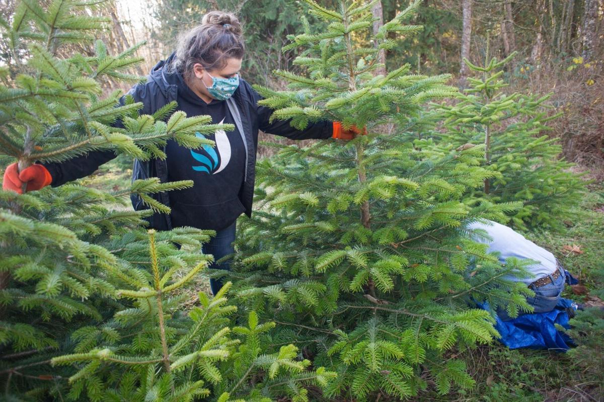 Business booming at Christmas tree farms Local News
