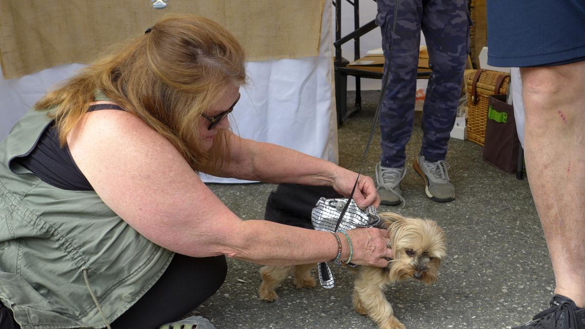 Stwd FM dog fitting