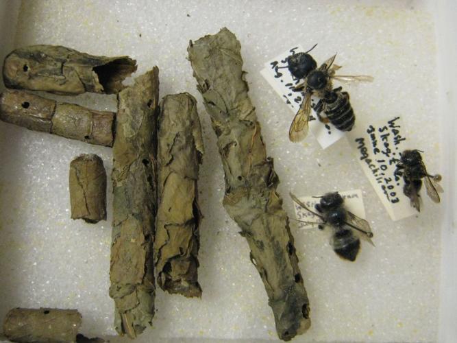 Various Leaf Cutter Bees and cocoons