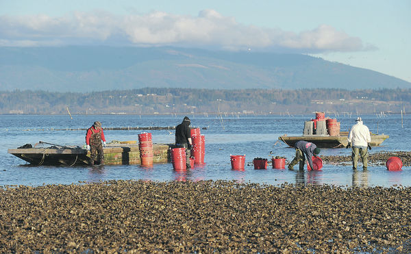 Shellfish growers support effort to reduce ‘bad oyster’ illness