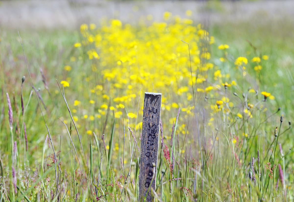 Endangered listing proposed for rare San Juan Island butterfly News