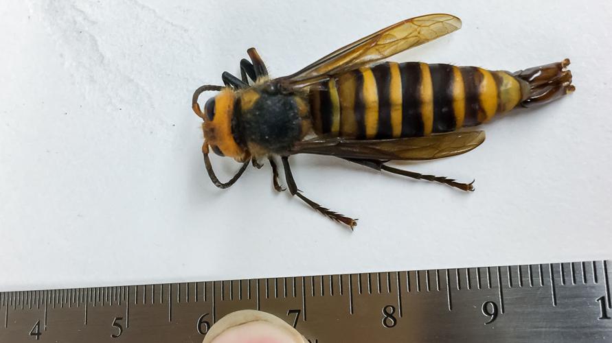 Trapping continues for the Asian giant hornet | Local News | goskagit.com