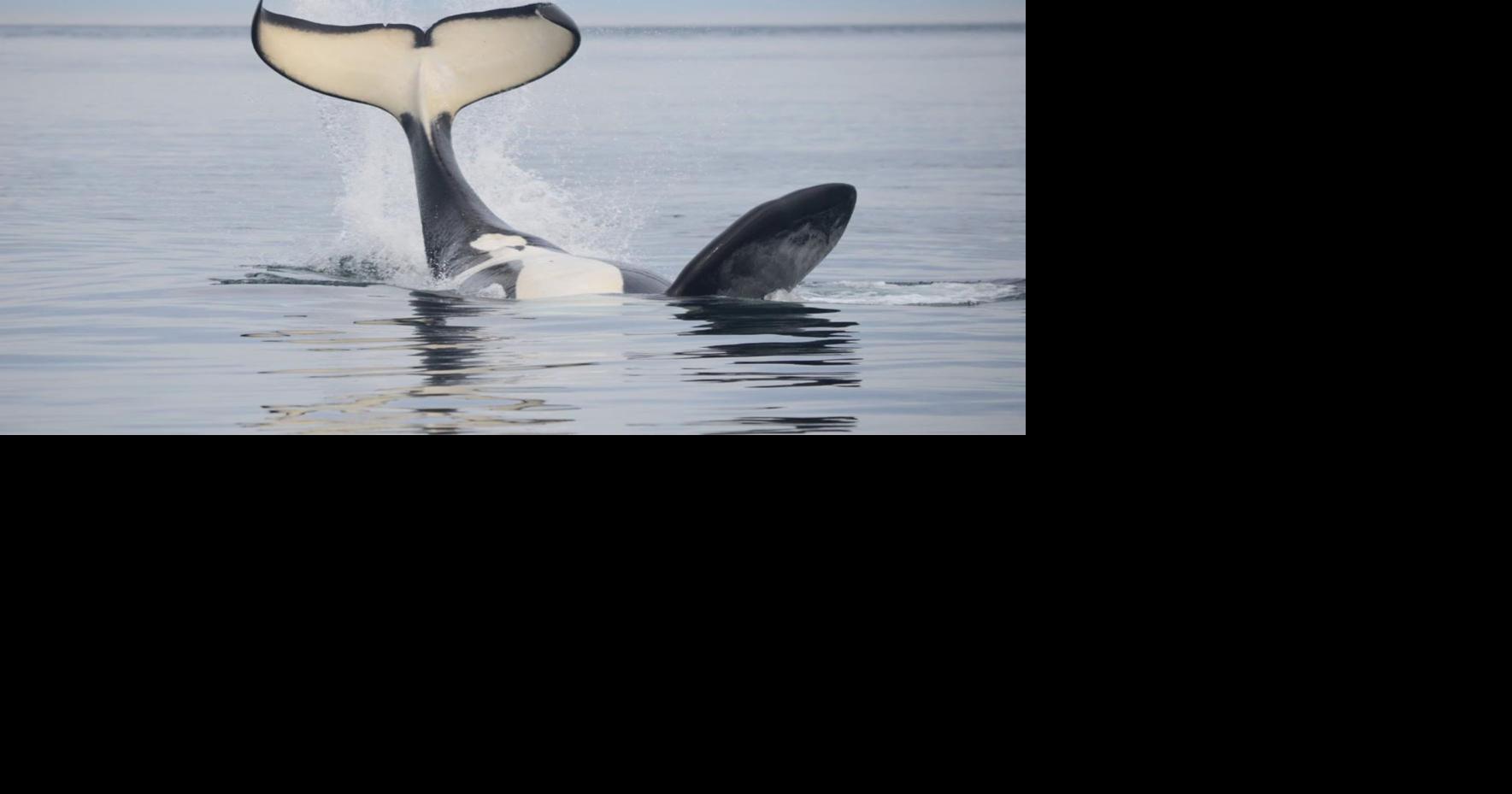 Nonprofit scores court victory in bid to protect Southern Resident orca ...