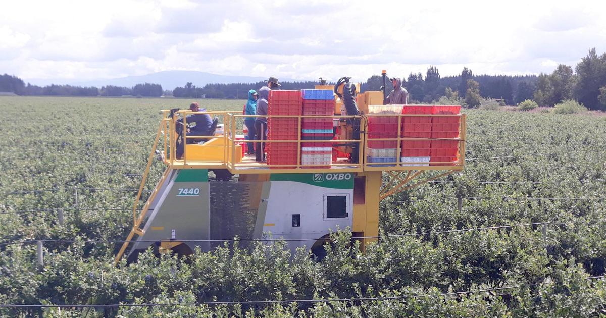 Research looks at machine harvesting of fresh blueberries | Local News ...