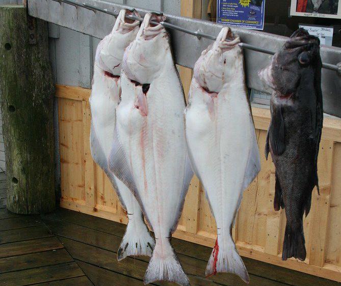 Puget Sound Opens To Halibut Fishing Sports Goskagit Com