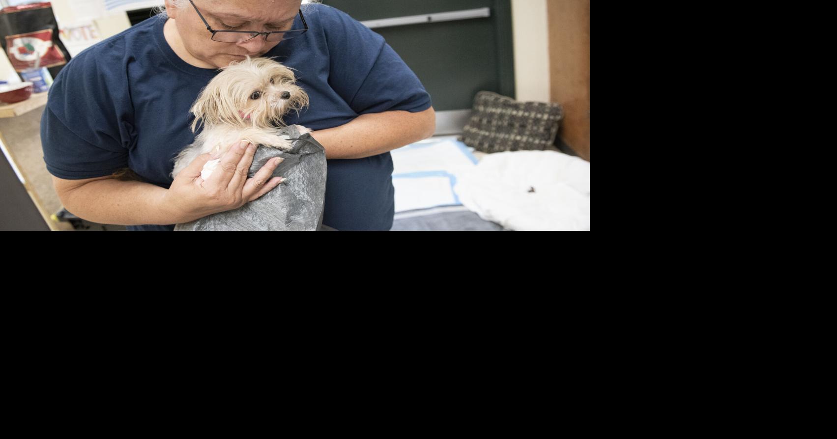 Update on Rocco now Yogi - Union County Humane Society