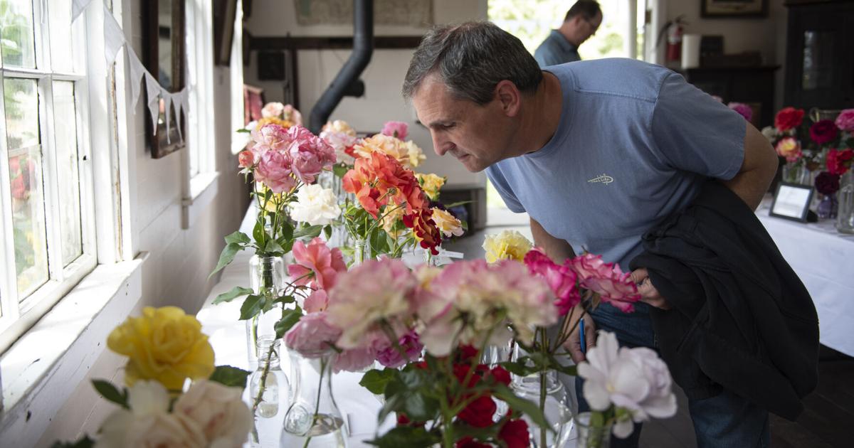Gather Roses Rose enthusiasts gather for annual festival | Agriculture | goskagit.com