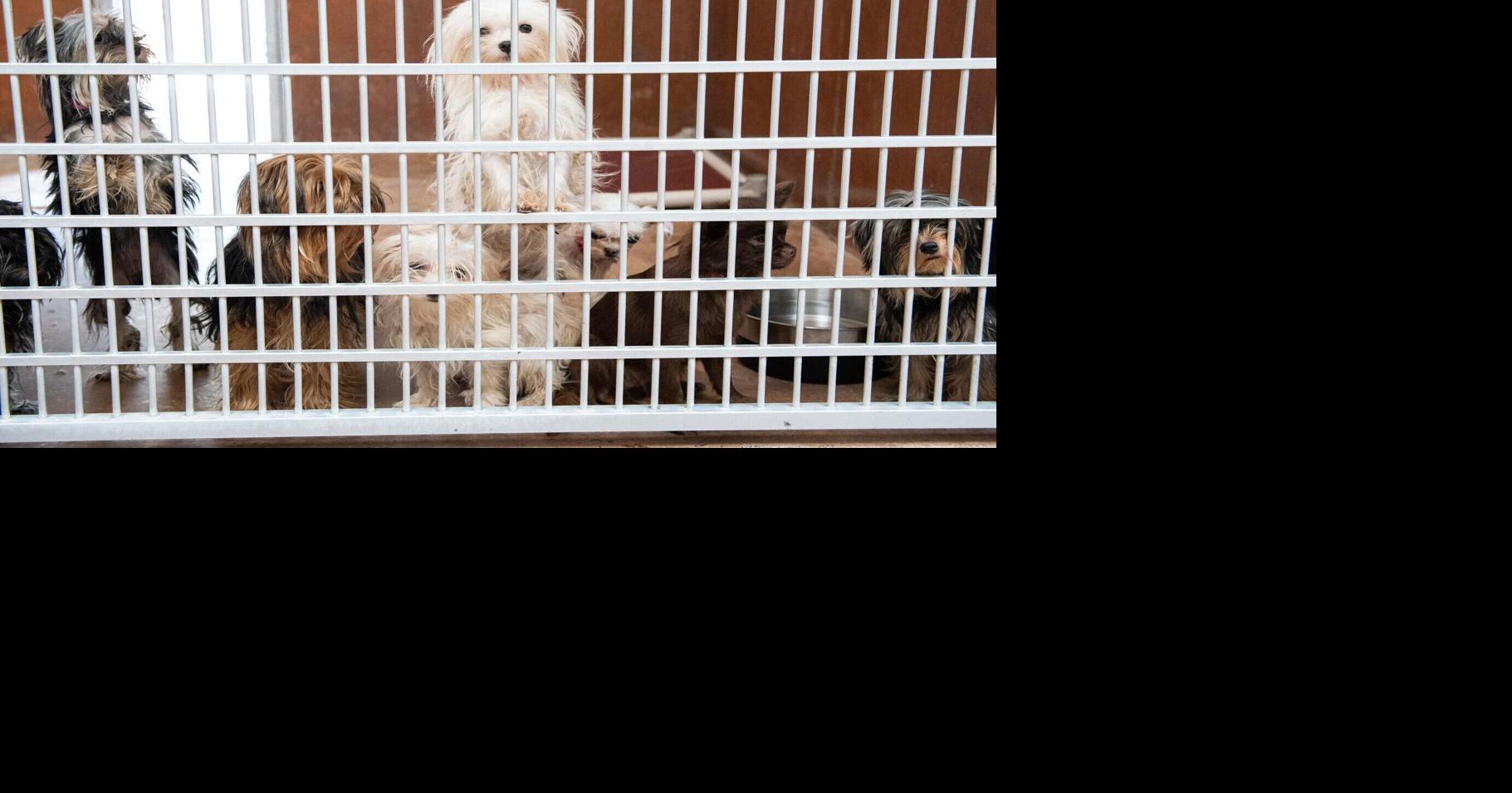 Woman sentenced to 133 days in jail for animal cruelty | Crime ...
