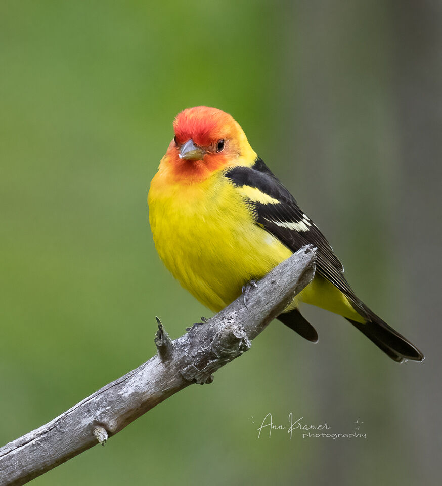 Birding in focus: Local photographer shares the art of backyard bird ...