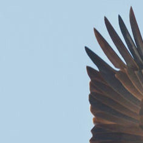 Bird Season In Skagit All Access Goskagit Com