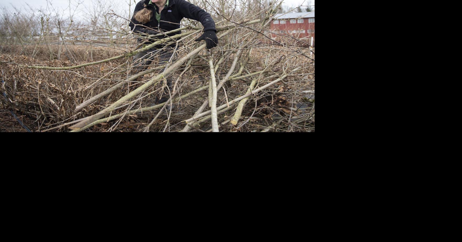 Legislature looking at expanding farm internship program | Insurance ...