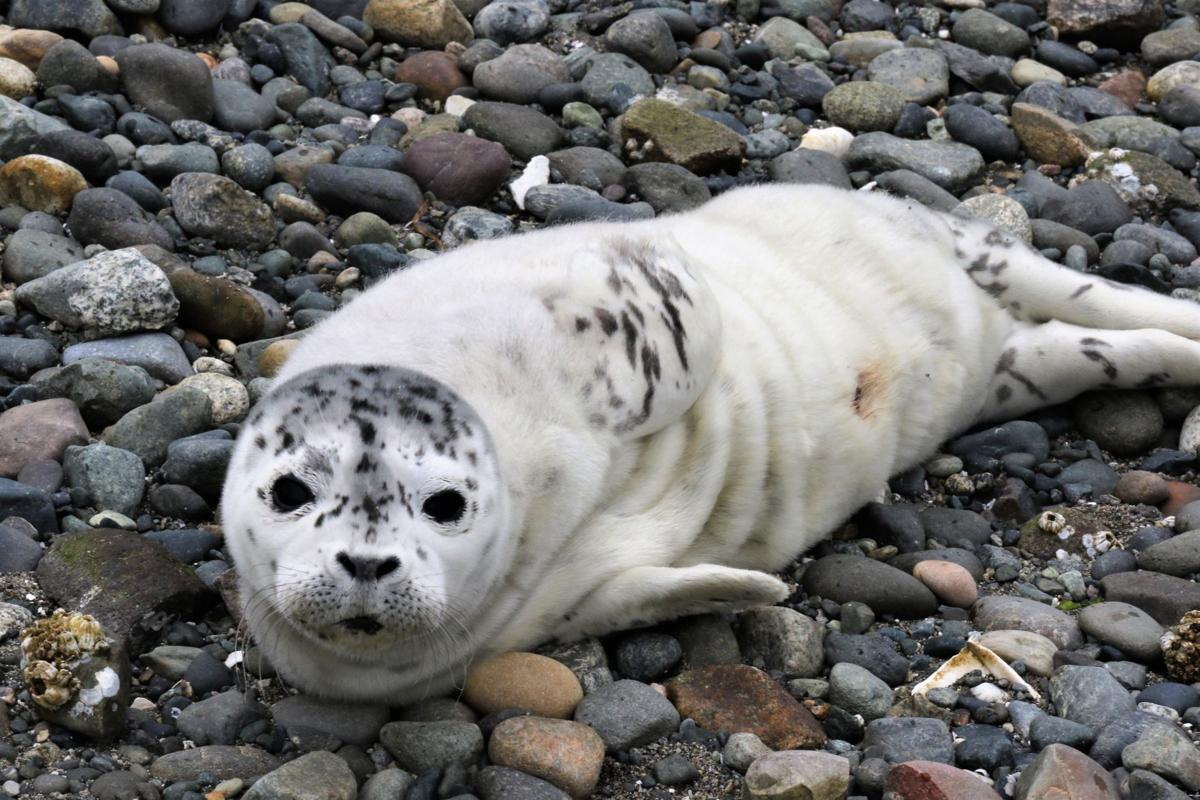 18+ Harbor Seal PNG
