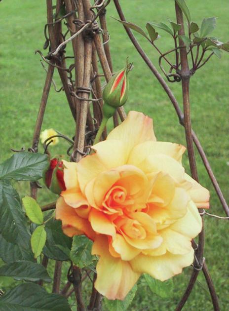 Choosing And Planting Roses All Access Goskagit Com