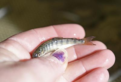 Samish Hatchery (copy)