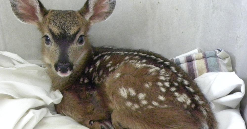 Lone wild animal babies don't always need rescue | News ...