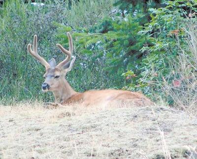 Police Seek Poachers After Three Deer Killed In City Limits News Goskagit Com