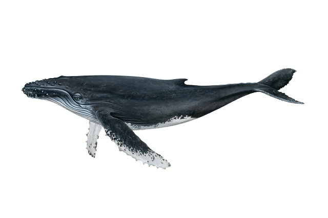 Washington's whales | Marine Biology | goskagit.com