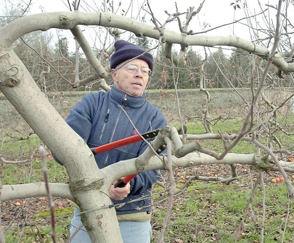 Winter Pruning makes healthy fruit trees 