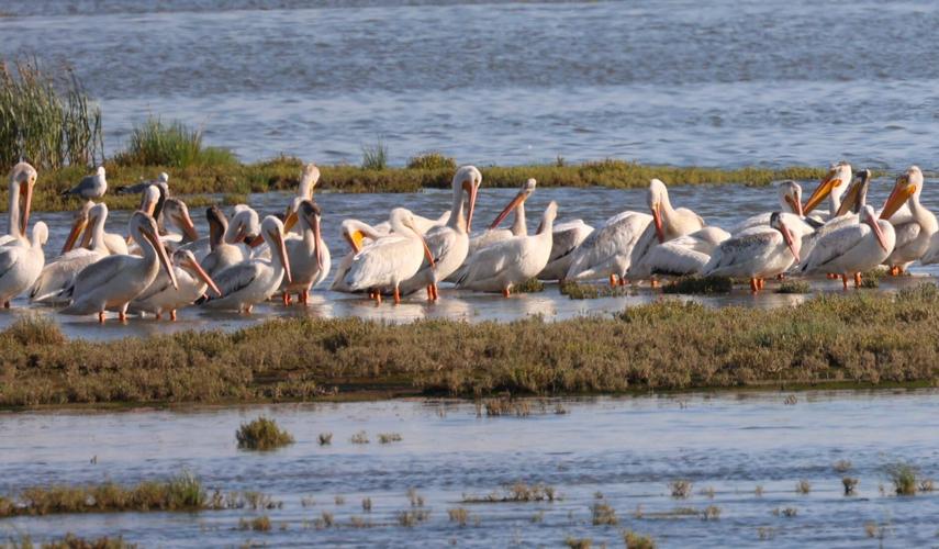 Pelicans on land 2