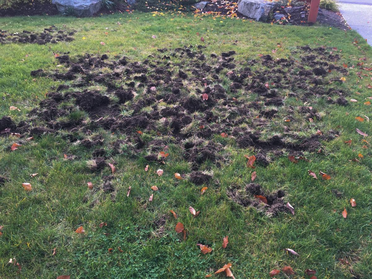 Ask The Master Gardener Holes Signal Troublemakers May Be In Your