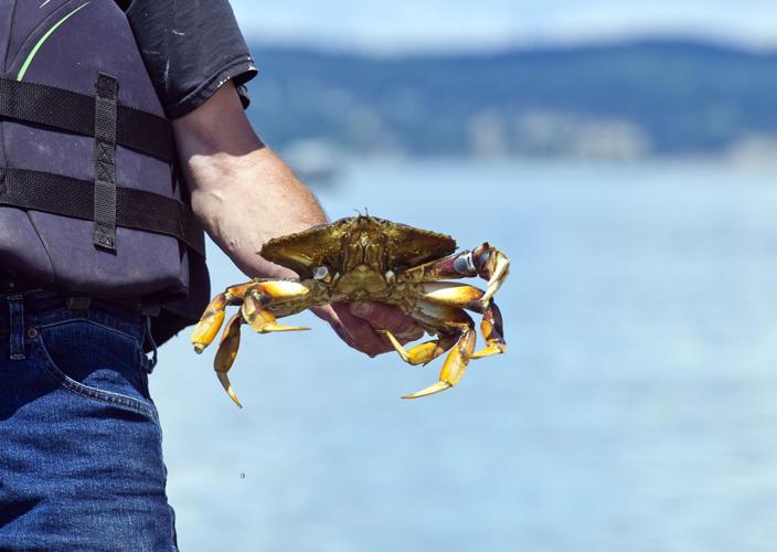 Get cracking Crabbing season opens Friday News